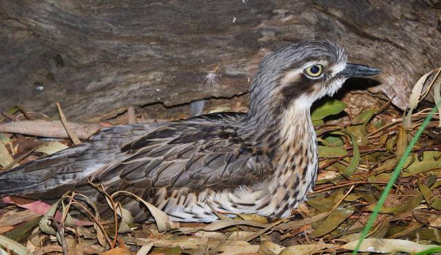 Bush Stone-curlew 