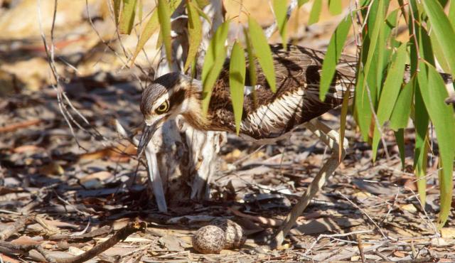 Bush Stone-curlew 
