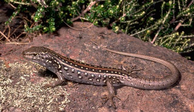 Centralian Ranges Rock-skink