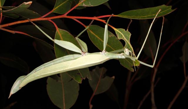 Children's Stick Insect
