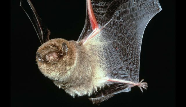 Chocolate Wattled Bat