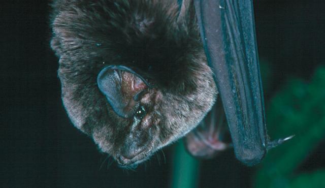 Southern Bent-wing Bat