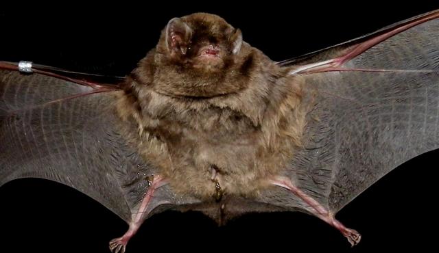 Southern Bent-wing Bat