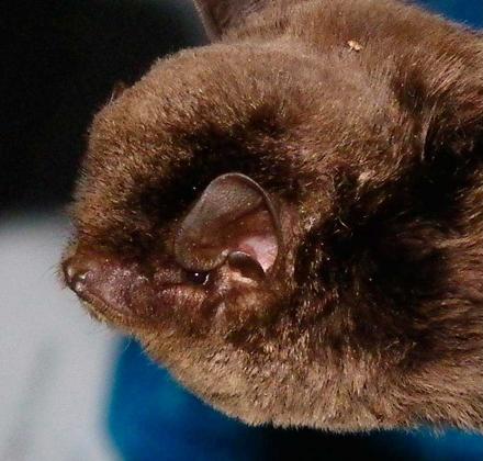 Southern Bent-wing Bat
