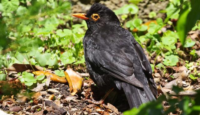 Common Blackbird