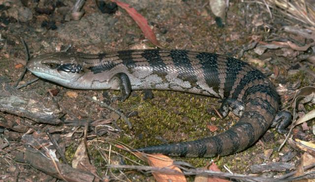 Common Blue-tongue Lizard