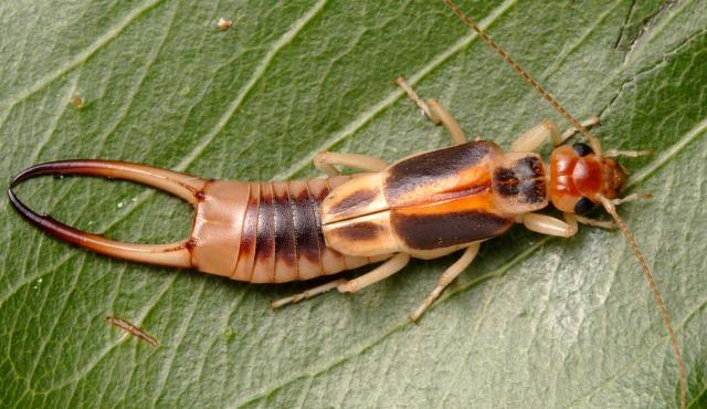 Common Brown Earwig