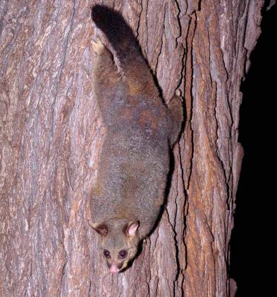 Common Brushtail Possum