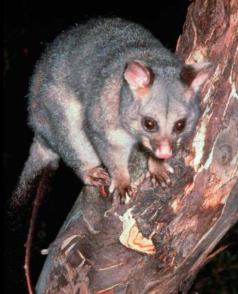 Common Brushtail Possum