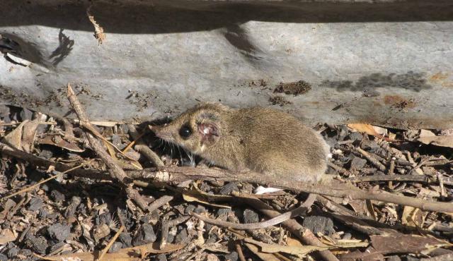 Common Dunnart