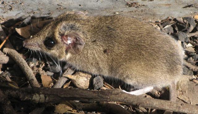 Common Dunnart