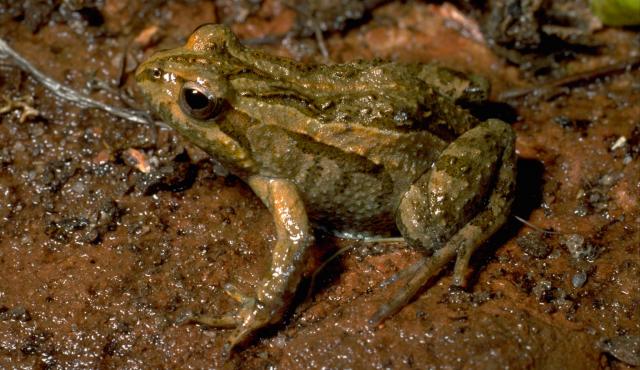 Common Eastern Froglet