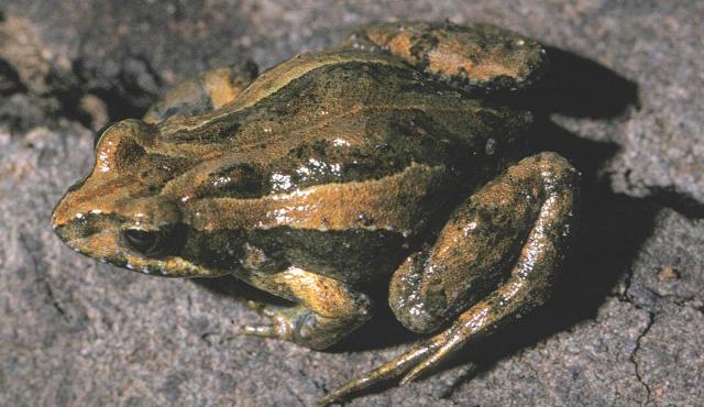 Common Eastern Froglet