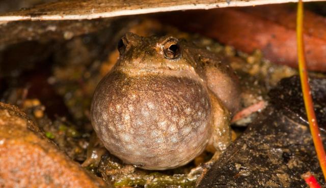 Common Eastern Froglet