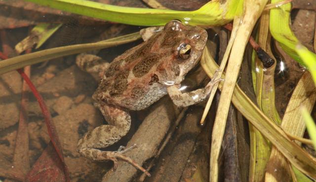 Common Eastern Froglet