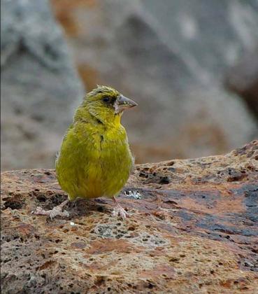 Common Greenfinch