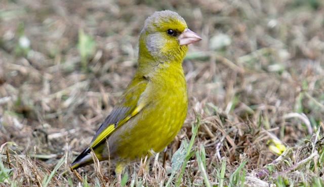 Common Greenfinch