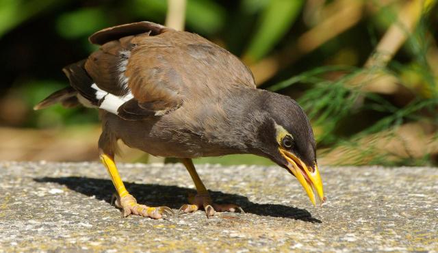Common Myna