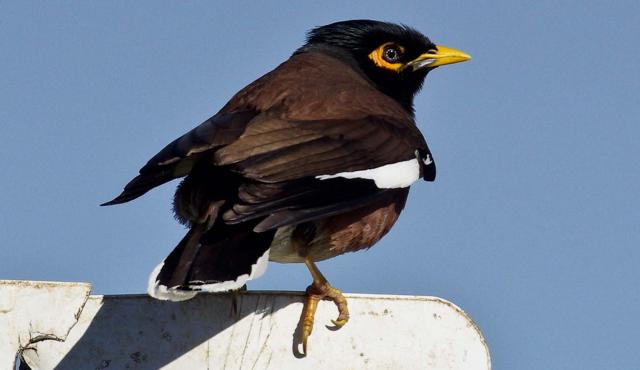Common Myna