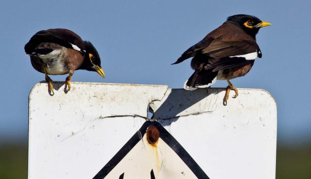 Common Myna