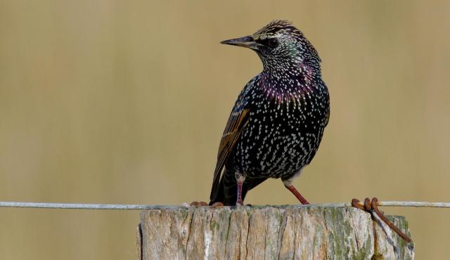 Common Starling