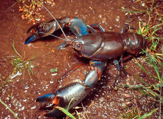 Common Yabbie