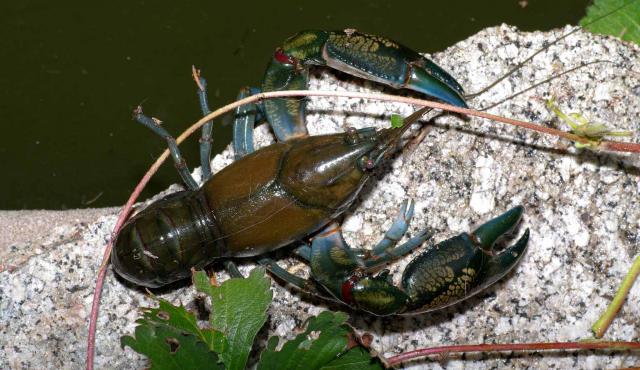 Common Yabbie