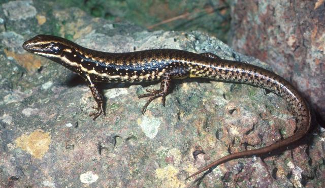 Corangamite Water Skink