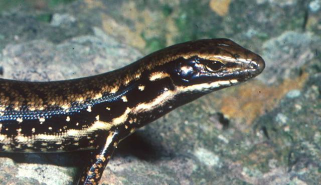 Corangamite Water Skink