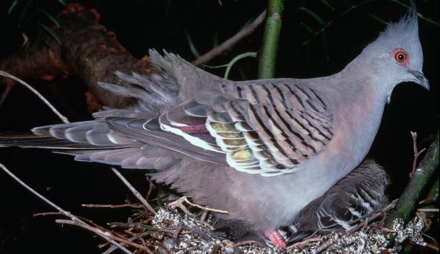 Crested Pigeon