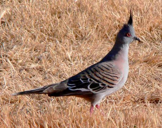 Crested Pigeon