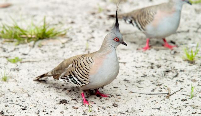 Crested Pigeon