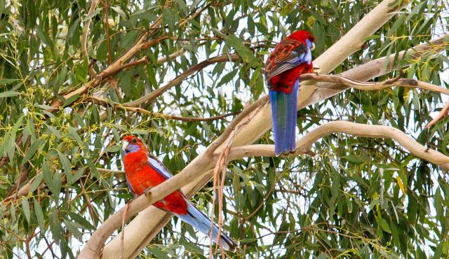 Crimson Rosella - David Tait Crimson Rosella