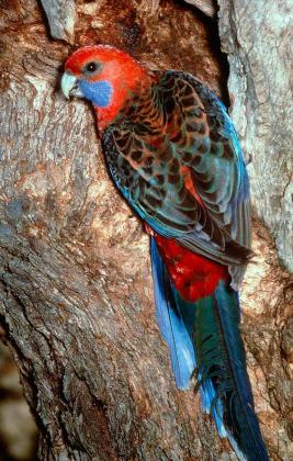 Crimson Rosella - The State of Victoria, Department of Environment and Primary Industries/McCann Crimson Rosella