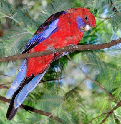 Crimson Rosella - Bob Winters Crimson Rosella