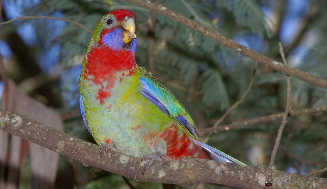 Crimson Rosella - Bob Winters Crimson Rosella