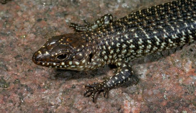 Cunningham's Skink