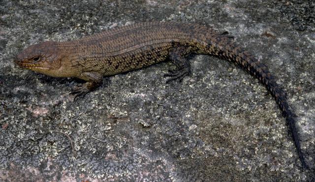 Cunningham's Skink