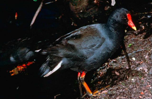 Dusky Moorhen