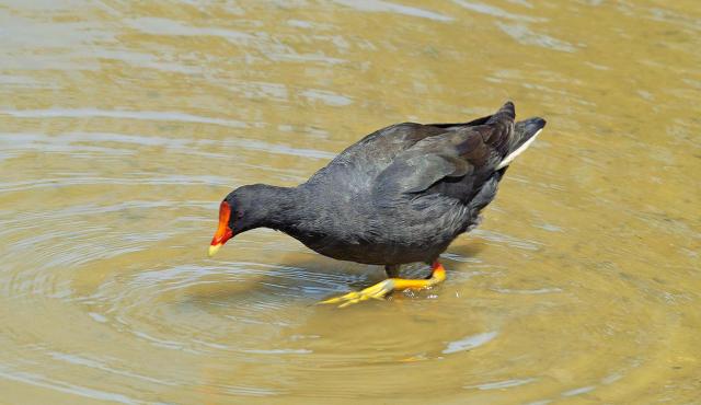 Dusky Moorhen