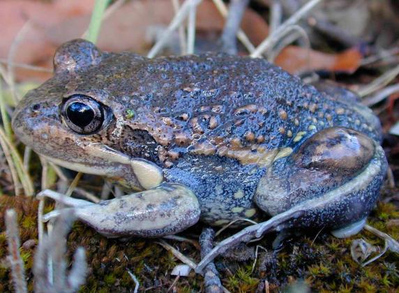 Eastern Banjo Frog
