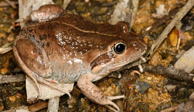 Eastern Banjo Frog