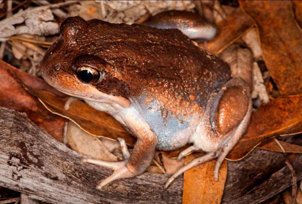 Eastern Banjo Frog