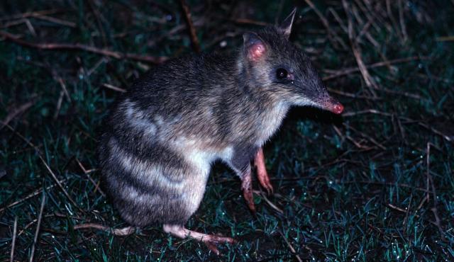 Eastern Barred Bandicoot (Mainland)