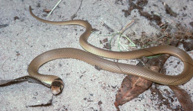Eastern Brown Snake