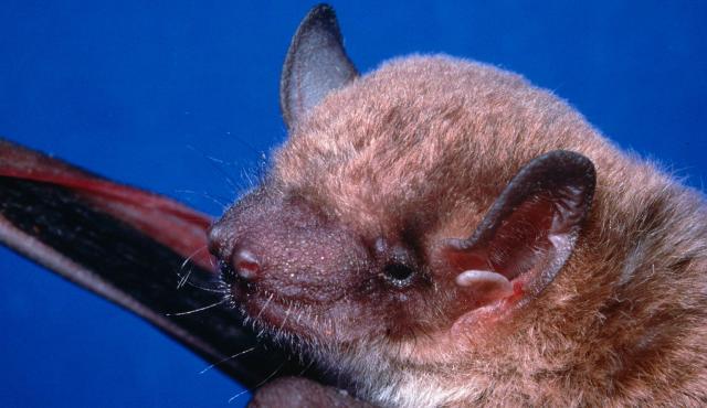Eastern False Pipistrelle