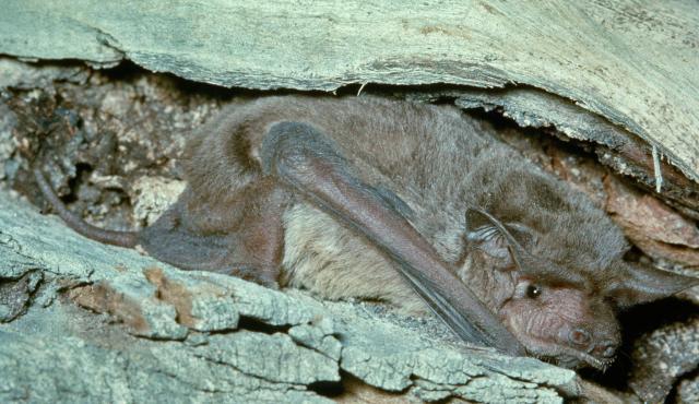 Eastern Freetail Bat