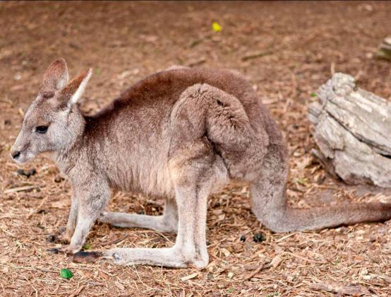 Eastern Grey Kangaroo