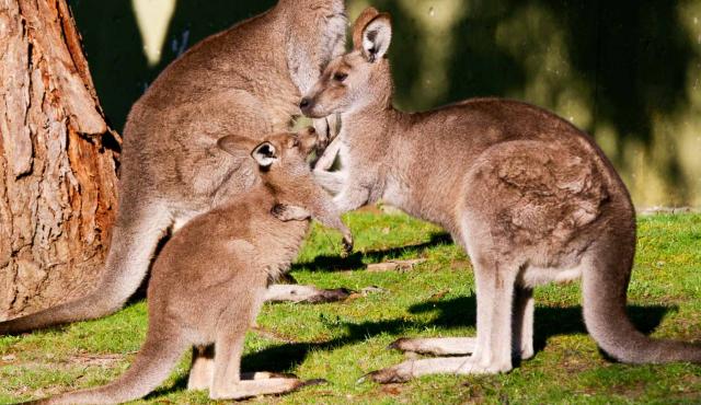 Eastern Grey Kangaroo