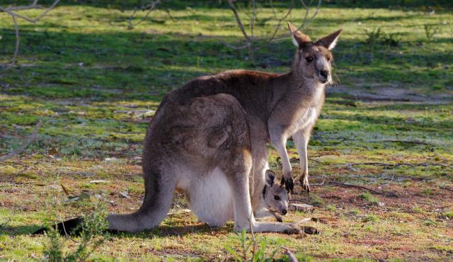 Eastern Grey Kangaroo